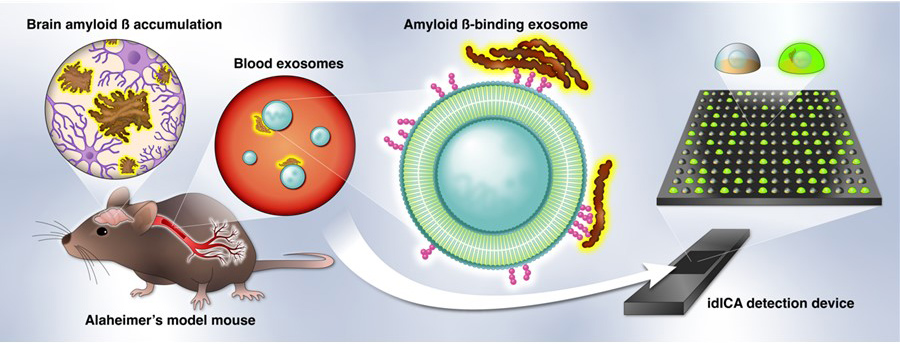 Early identification of Alzheimer's disease in mouse models