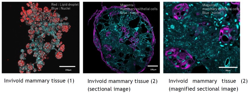Mammary gland tissue created using invivoid™ 3D cell culture technology