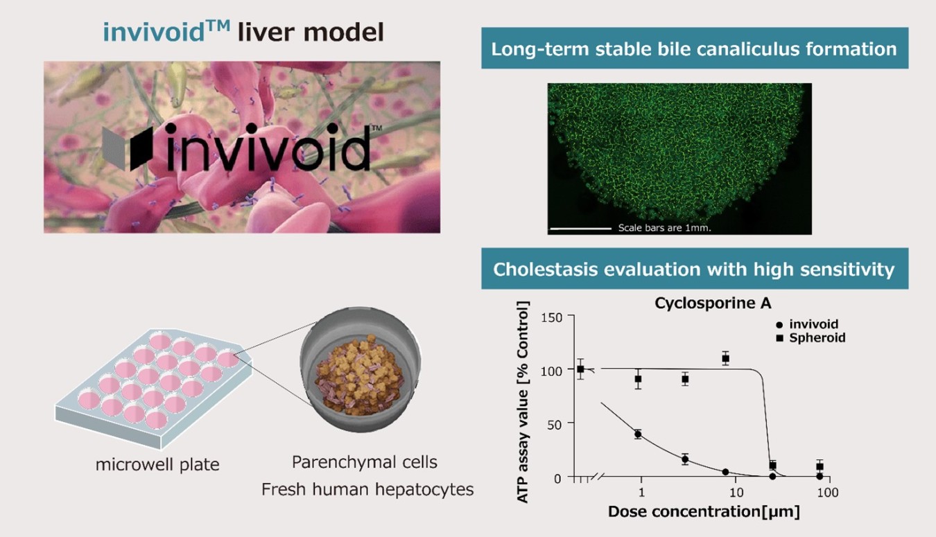 Liver model