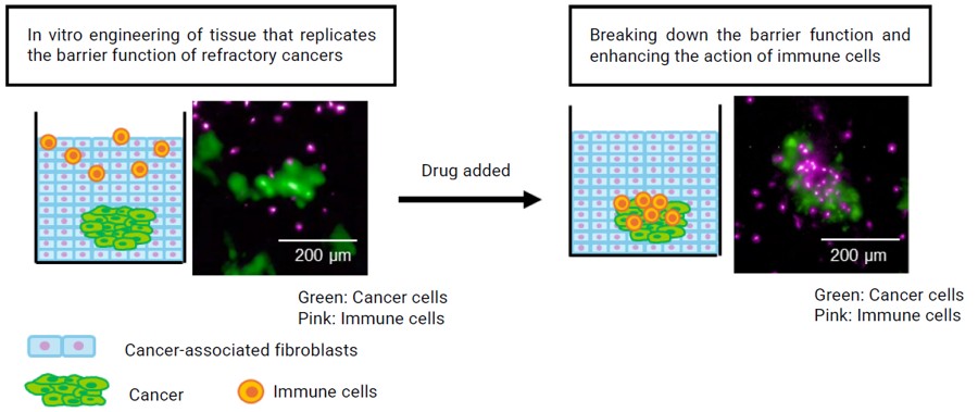 Using invivoidTM 3D Cell Culture Technology to Assess the Efficacy of Next-generation Cancer Treatments—Joint Research Paper from TOPPAN Holdings, University of Osaka Graduate School of Engineering, Japanese Foundation for Cancer Research, and Sapporo Medical University Published in Acta Biomaterialia 