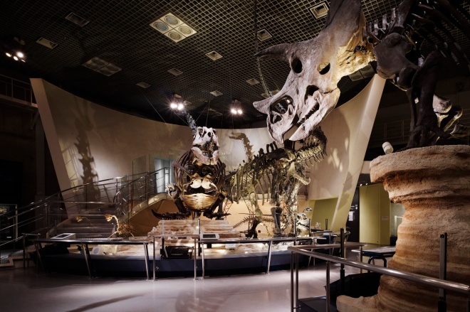国立科学博物館 地球館地下1階展示室　　写真提供：国立科学博物館