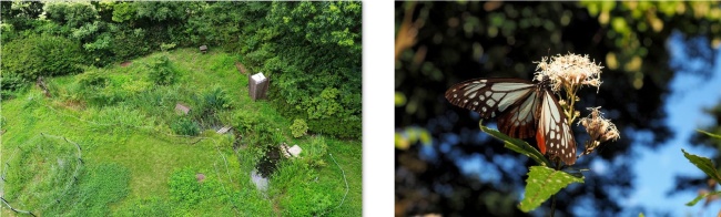 総合研究所の水循環型ビオトープ全景（左）と、保護植物（フジバカマ）に吸蜜に来たアサギマダラ（右）
