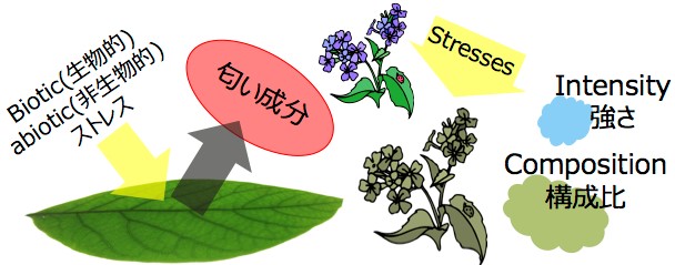 (参考:匂い成分による植物診断)