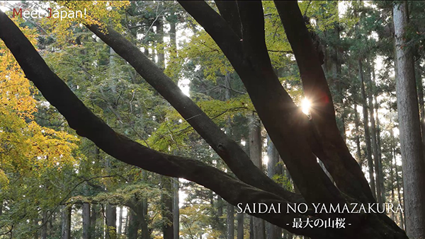 SAIDAI NO YAMAZAKURAー最大の山桜ー