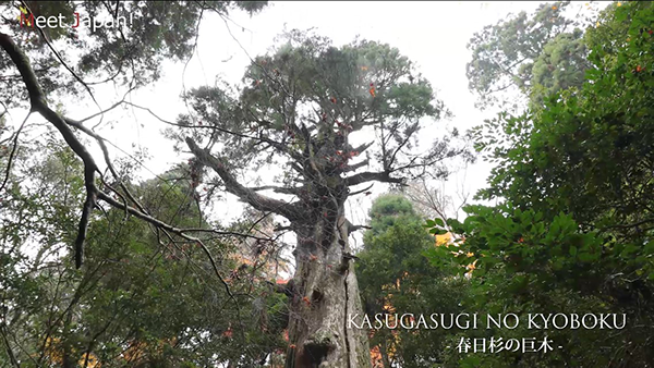 KASUGASUGI NO KYOBOKU－春日杉の巨木ー