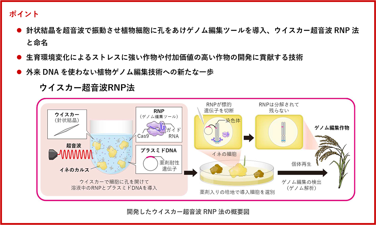 植物における新しいゲノム編集技術の開発に成功