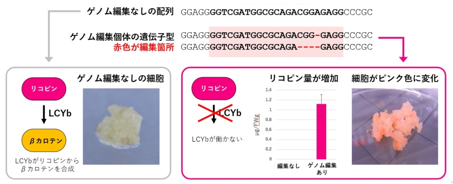 図1 ウイスカー超音波RNP法を使用して作製したイネLCYB変異体とその色素沈着の様子 ※原論文の図を引用・改変したものを使用しています。