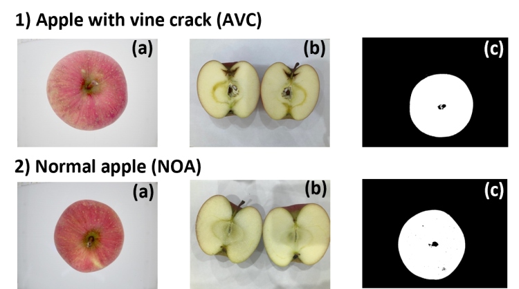 量子カーネル法を用いたリンゴの品質比較（一例） 1）つる割れのあるリンゴ（AVC）、2）正常なリンゴ（NOA）。 ©TOPPAN INC.
