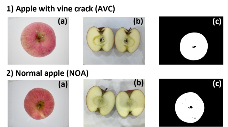 量子カーネル法を用いたリンゴの品質比較(一例) 1)つる割れのあるリンゴ(AVC)、2)正常なリンゴ(NOA)。 ©TOPPAN INC.