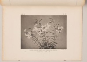 『大日本植物志』第一巻第二集より「さくゆり」 （1902年、コロタイプ印刷、印刷博物館蔵）