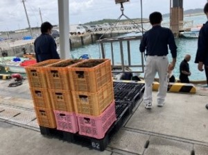 うるま市勝連地域でのモズク水揚げの様子