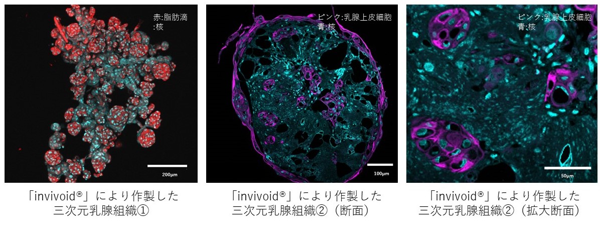 乳汁様物質をつくる乳腺組織を体外で作製