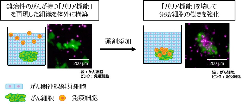 次世代抗がん治療の効き目を3D細胞培養技術「invivoid®」で評価した論文