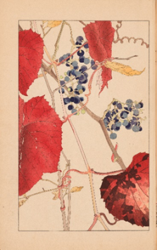 杉浦非水『非水百花譜』 1929-34年、印刷博物館蔵