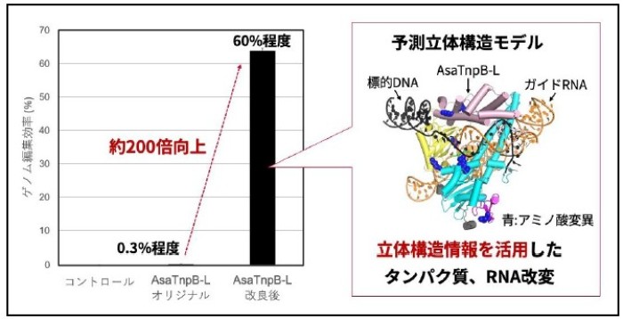 図1　 AsaTnpB-Lの立体構造情報に基づく改良